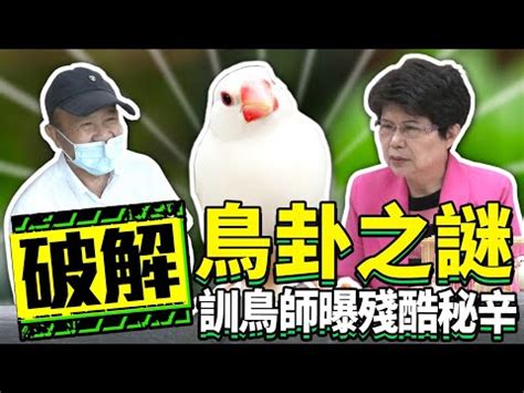 文鳥 風水